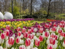 Vườn hoa tulip lớn nhất thế giới đón khách tham quan