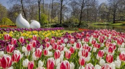 Vườn hoa tulip lớn nhất thế giới đón khách tham quan