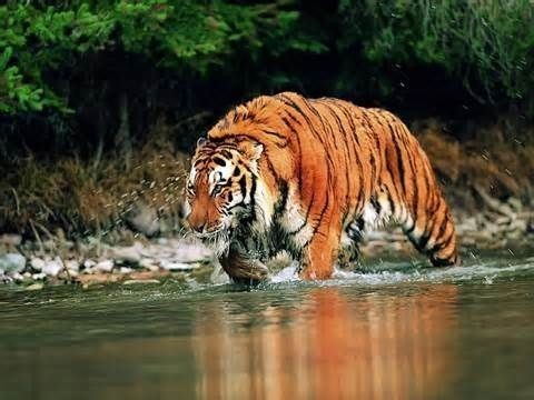 Indonesia nỗ lực và hy vọng loài hổ Java thực tế vẫn tồn tại trong tự nhiên