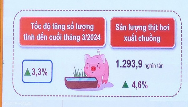 Giá heo hơi hôm nay 29/3: Giá heo hơi tiếp đà giảm; sản lượng thịt hơi xuất chuồng tăng