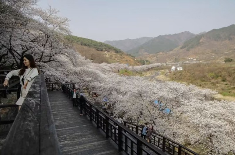 Nhật Bản gắn liền với hoa anh đào, nhưng khách du lịch đang phát hiện ra rằng Hàn Quốc cũng có  mùa hoa anh đào tuyệt đẹp . © Reuters