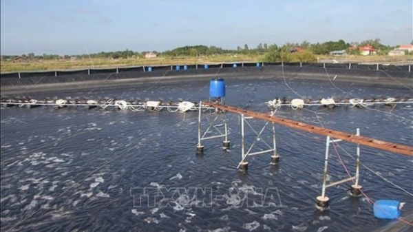 Bac Lieu develops shrimp value chain using hi-tech farming models