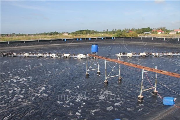 Bac Lieu develops shrimp value chain with hi-tech farming models