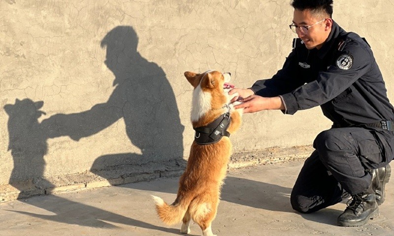 Chú chó 6 tháng tuổi, giống Corgi được huấn luyện làm cảnh sát dự bị