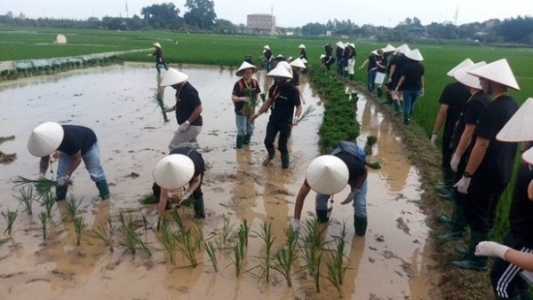 Duong Lam ancient village attracts visitors with its farm activities