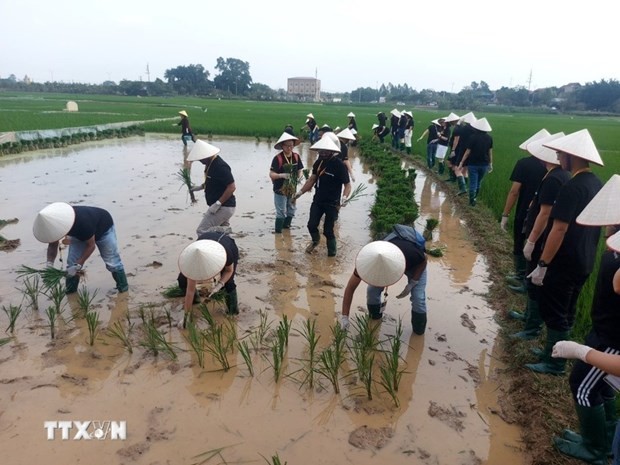 Duong Lam ancient village attracts visitors with its farm activities