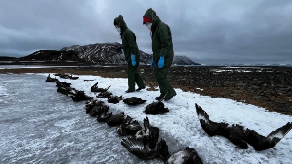 Cúm gia cầm có phải là nguyên nhân khiến hàng nghìn con chim cánh cụt chết ở Nam Cực?