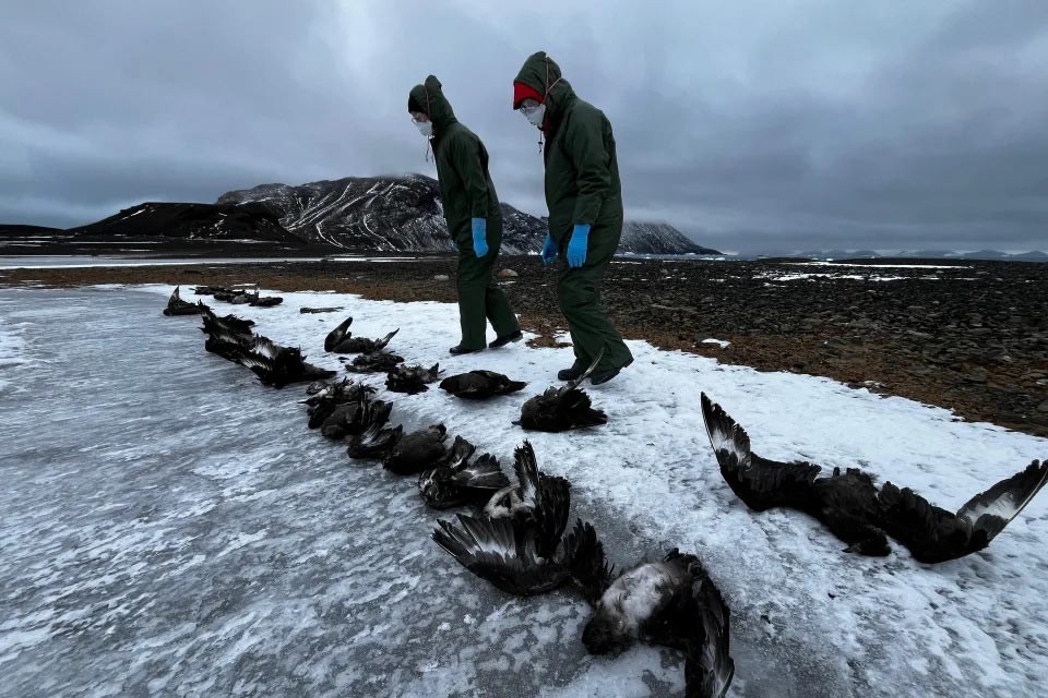 Virus cúm gia cầm H5N1 có thể là nguyên nhân khiến hàng nghìn con chim cánh cụt chết ở Nam Cực. đảo Beak, Nam Cực. (Nguồn: Reuters)