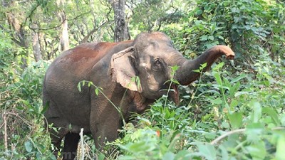 Vietnam works hard to reverse biodiversity decline