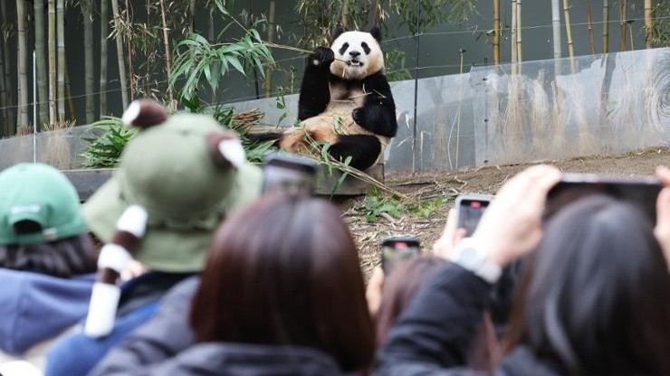 Korea: Agencies facilitate 'panda tourism' following Fu Bao's departure