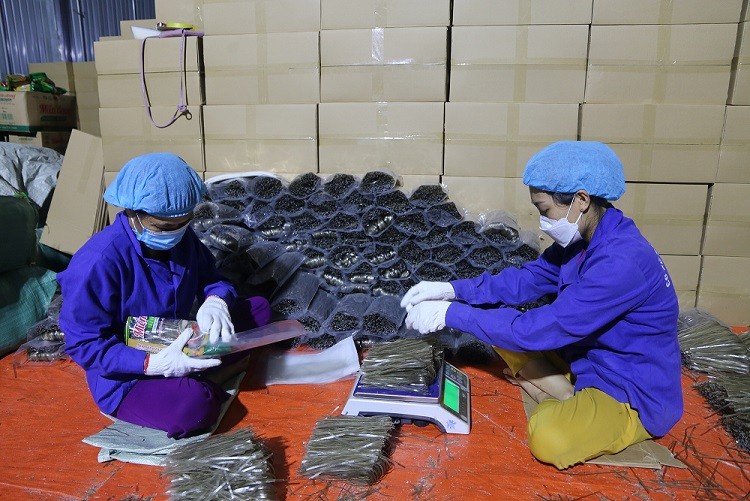 'Gỡ khó' cho kinh tế tập thể, phát triển bền vững chuỗi giá trị sản phẩm 'Gỡ khó' cho kinh tế tập thể, phát triển bền vững chuỗi giá trị sản phẩm