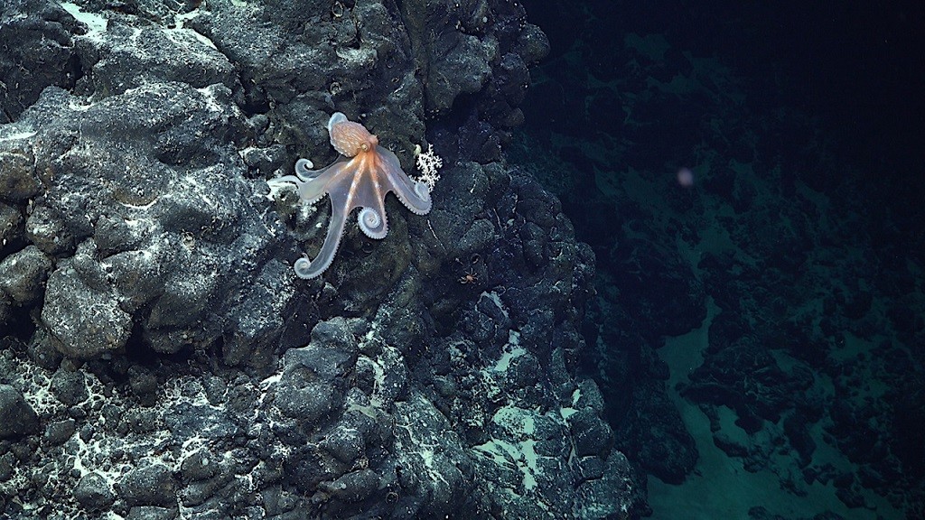 Xác nhận hơn 50 loài sinh vật mới dọc dãy núi ngầm gần đảo Phục Sinh
