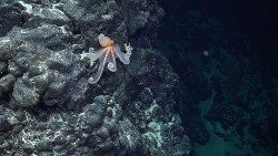 Đoàn thám hiểm xác nhận hơn 50 loài sinh vật mới dọc dãy núi ngầm gần đảo Phục Sinh