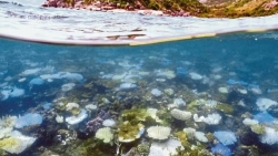 Australia: Rạn san hô Great Barrier trong quá trình tẩy trắng kỷ lục