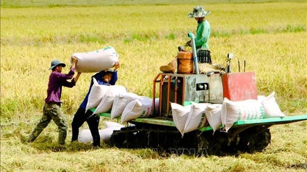 Vietnamese rice prices on the hike