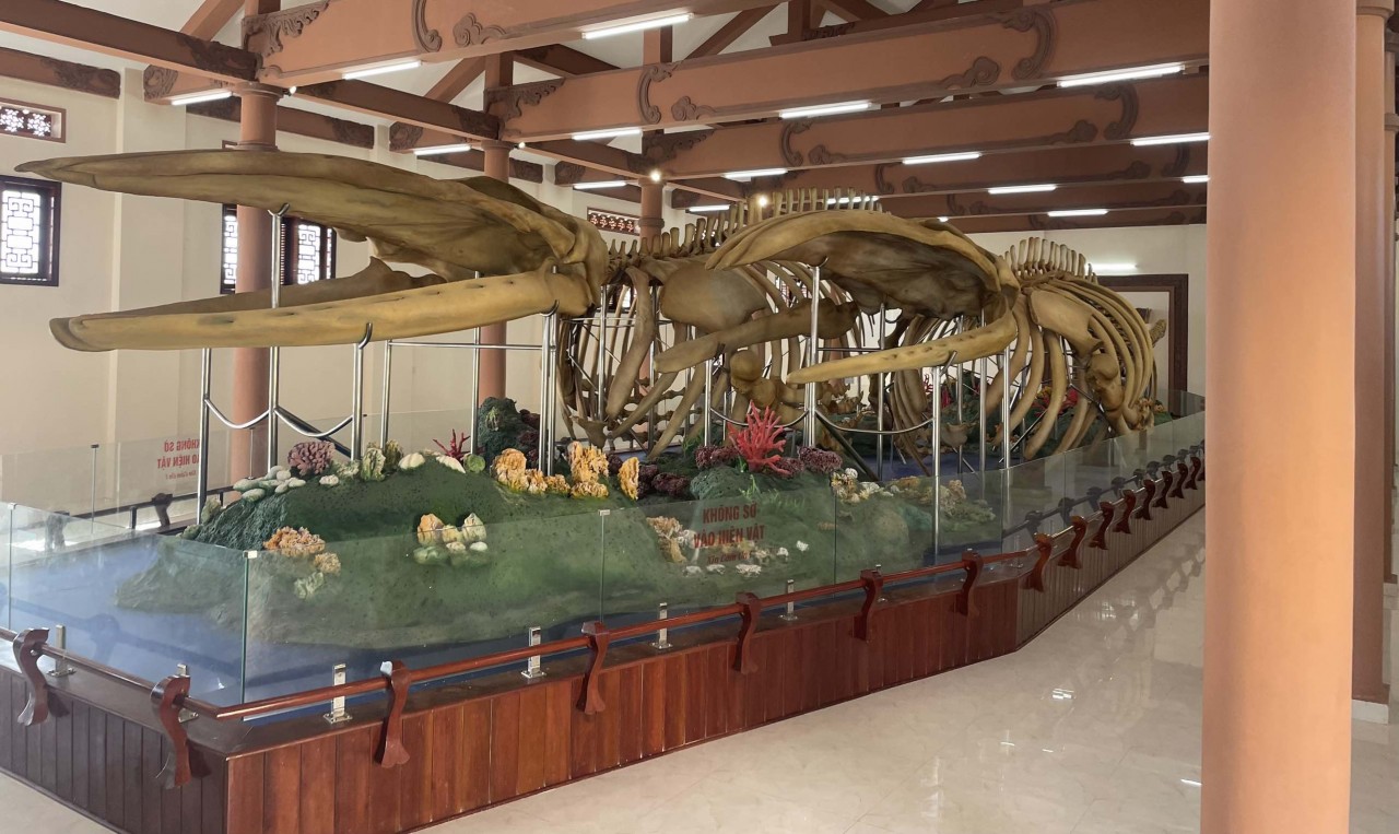 Đến đảo Lý Sơn, chiêm ngưỡng hai bộ xương cá Voi lớn nhất Việt Nam