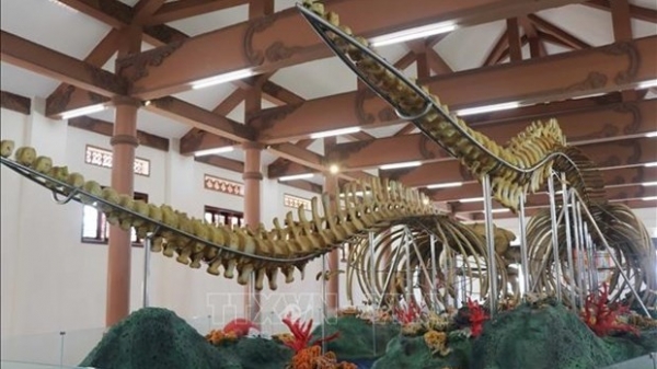 Whale skeletons in Ly Son attractive to visitors