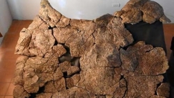 Tìm thấy hóa thạch rùa khổng lồ cổ đại đã tuyệt chủng 57 triệu năm