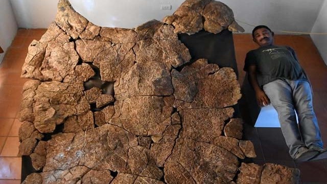 Tìm thấy hóa thạch rùa khổng lồ cổ đại đã tuyệt chủng cách nay khoảng 67 triệu năm