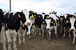 WHO nói gì về nguy cơ lây cúm gia cầm khi uống sữa bò tươi chưa qua xử lý?