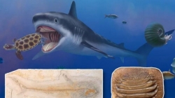 Tìm thấy hóa thạch hé lộ 'chúa tể đại dương' thời tiền sử
