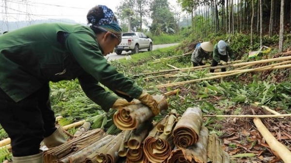 Vietnam manages to remain world’s biggest cinnamon exporter: VPSA