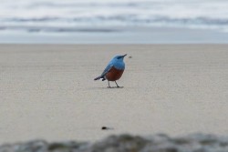 Nhiếp ảnh gia ngẫu nhiên chụp được hình loài chim hoét đá quý hiếm