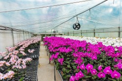 Preserving Indigenous Genetic Resources Dream of the orchid king