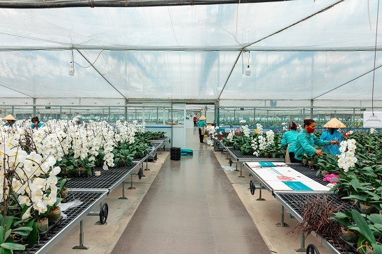 Bên trong một cơ sở nuôi trồng hoa lan của Công ty CP Đầu tư phát triển nông nghiệp công nghệ cao Toàn Cầu.