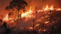 Brazil ghi nhận số lần cháy rừng kỷ lục, một nửa xảy ra ở khu vực Amazon