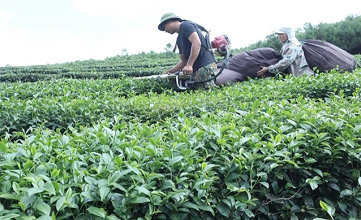 Cooperatives urged to focus on branding to expand exports of organic tea