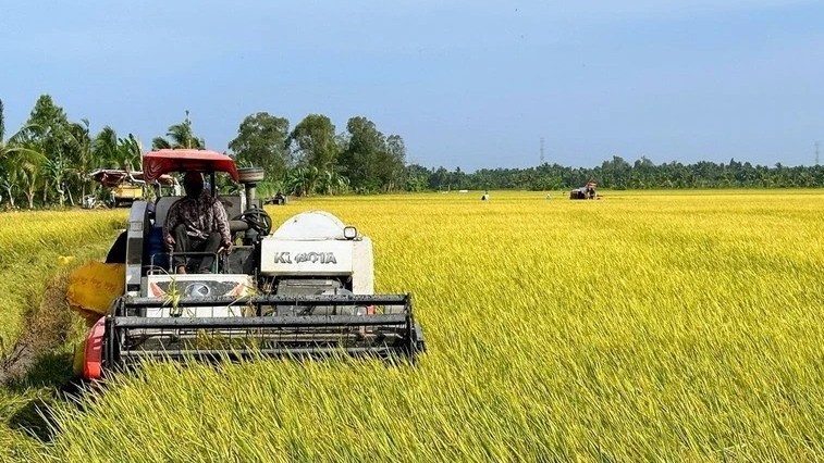 Int’l Rice Research Institute interested in project to develop high-quality rice in Vietnam
