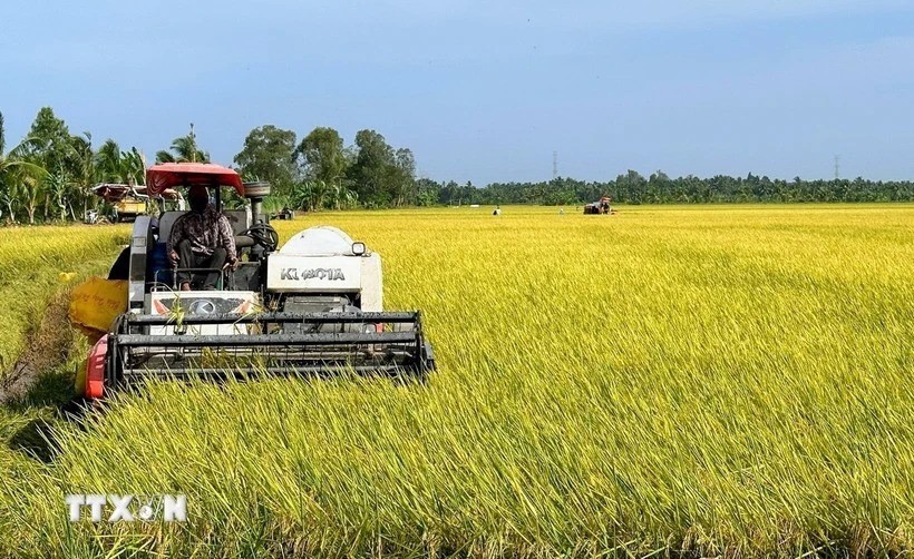 Int’l Rice Research Institute interested in project to develop high-quality rice in Vietnam