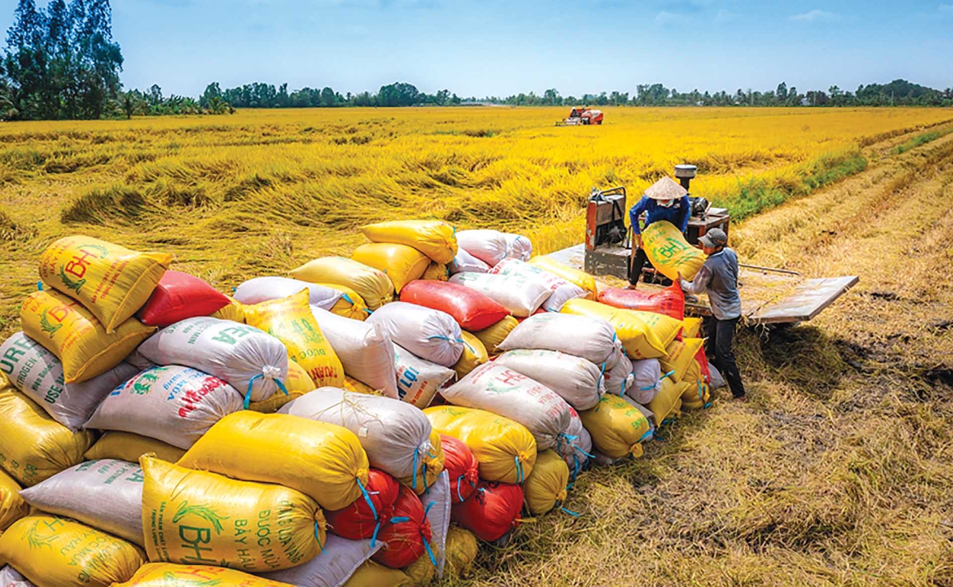 Lúa gạo Việt Nam hội nhập mạnh mẽ với thế giới Lúa gạo Việt Nam hội nhập mạnh mẽ với thế giới