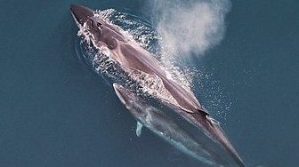 Cá voi Sei khổng lồ quay trở lại vùng biển của Argentina sau một thời gian dài vắng bóng