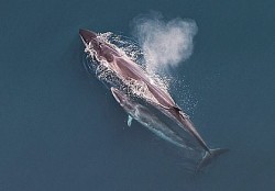 Cá voi Sei khổng lồ quay trở lại vùng biển của Argentina sau một thời gian dài vắng bóng