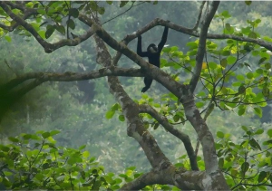 Thanh Hoa works to conserve northern white-cheeked gibbons