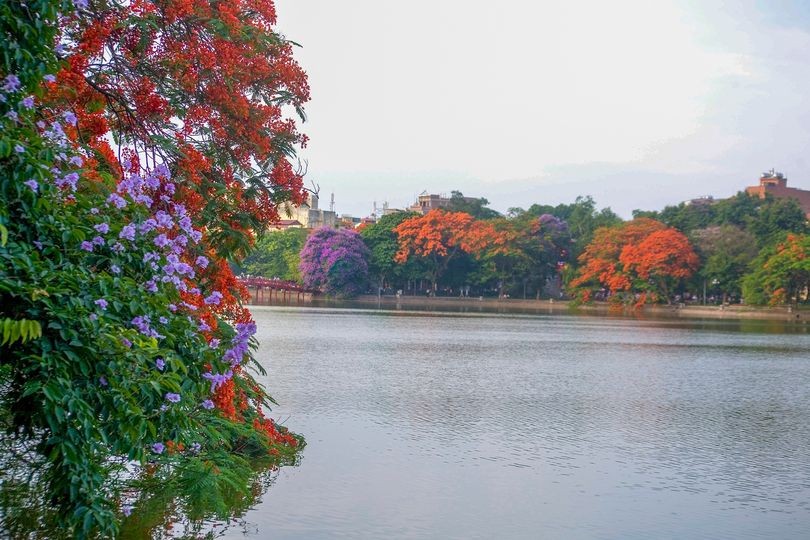 Hoa bằng lăng