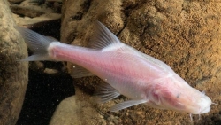 Trung Quốc phát hiện loài cá mới cực hiếm, sống ở sông ngầm trong hang động