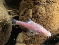 Trung Quốc phát hiện loài cá mới cực hiếm, sống ở sông ngầm trong hang động