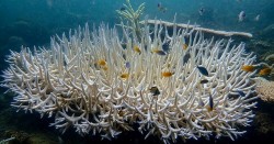 Nhiệt độ đại dương tăng kỷ lục, báo động hiện tượng tẩy trắng san hô trên toàn cầu