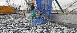 Trung Quốc thu hẹp cửa với thủy sản Nhật Bản