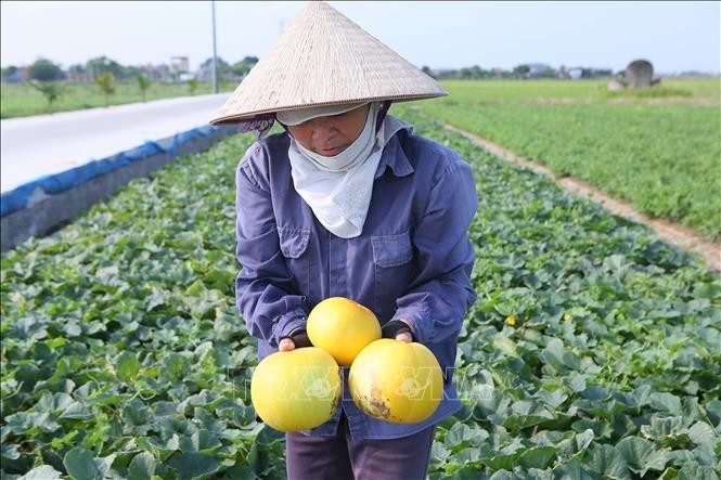 Economic benefits reap from growing melon in Nam Dinh Economic benefits reap from growing melons in Nam Dinh
