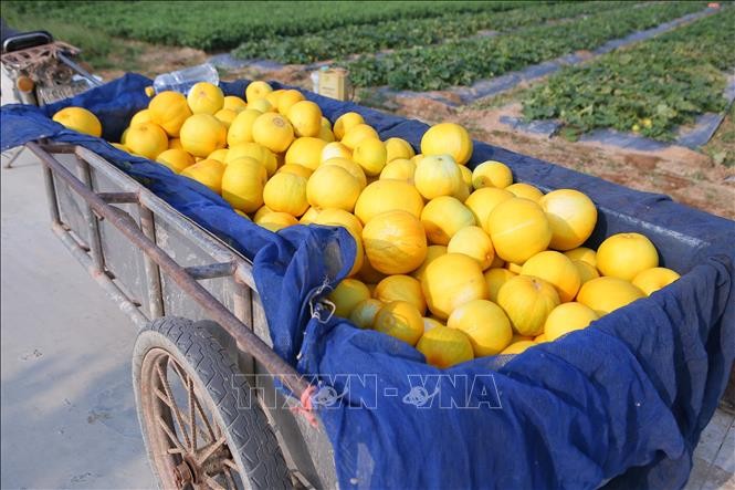 Economic benefits reap from growing melons in Nam Dinh