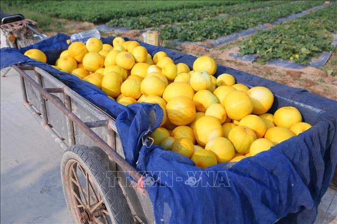 Economic benefits reap from growing melon in Nam Dinh Economic benefits reap from growing melons in Nam Dinh