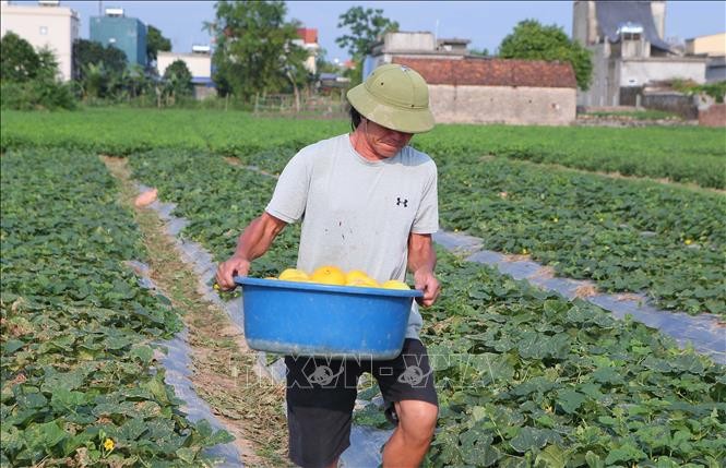 Havesting melong in Nam Hung commune, Nam Dinh Province. (Photo: VNA)