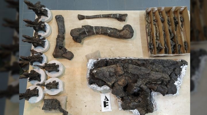 Argentina tìm thấy hóa thạch một loài khủng long ăn thịt mới sống cách nay 69 triệu