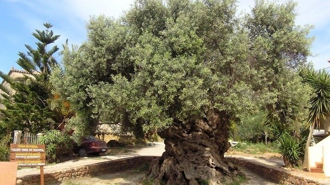Hy Lạp: Cây ô liu 3.000 năm tuổi, vẫn ra trái đều, chất lượng cao