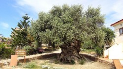 Hy Lạp: Cây ô liu 3.000 năm tuổi, vẫn ra trái đều, chất lượng cao