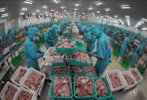 Vietnam’s tra fish export tipped to bounce back